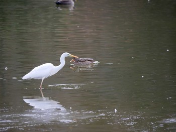 Great Egret 須坂市 Sun, 2/25/2018