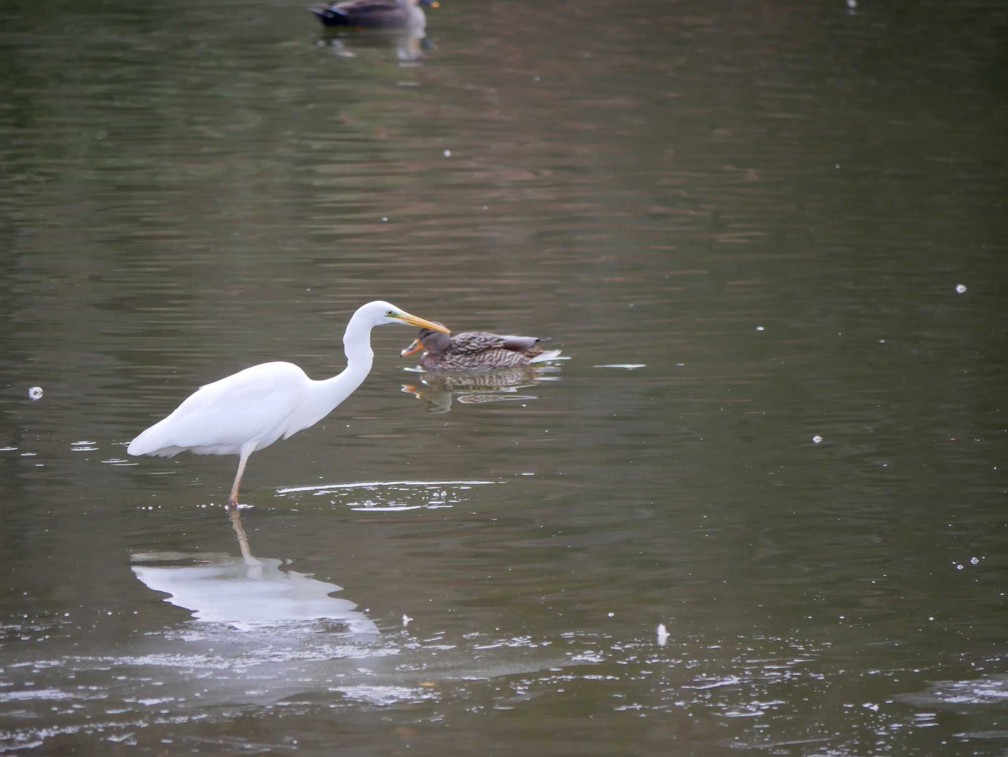 Photo of Great Egret at 須坂市 by toriharu