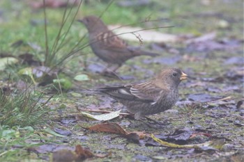 Asian Rosy Finch Unknown Spots Thu, 11/24/2022