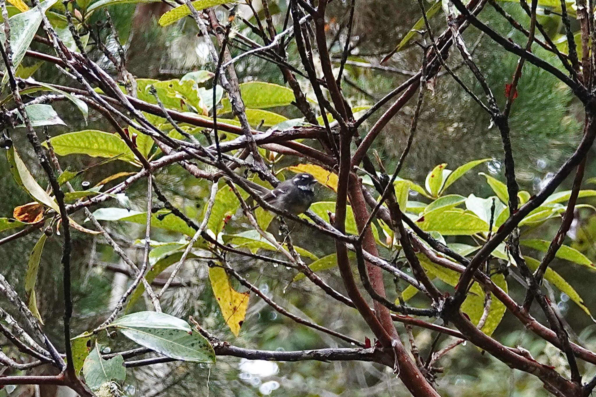 QLD,Australia ハイイロオウギビタキの写真 by のどか