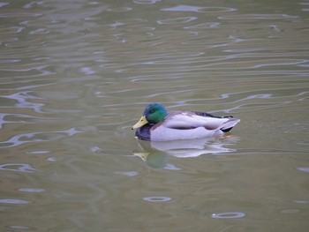 2018年2月25日(日) 須坂市の野鳥観察記録