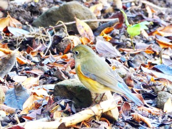 ルリビタキ 稲佐山公園 2022年11月24日(木)