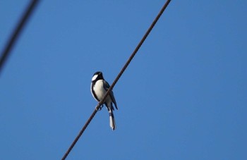 Japanese Tit 倉敷川 Fri, 11/25/2022