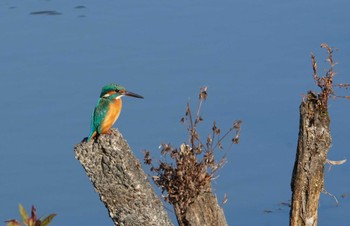 Common Kingfisher 倉敷川 Fri, 11/25/2022