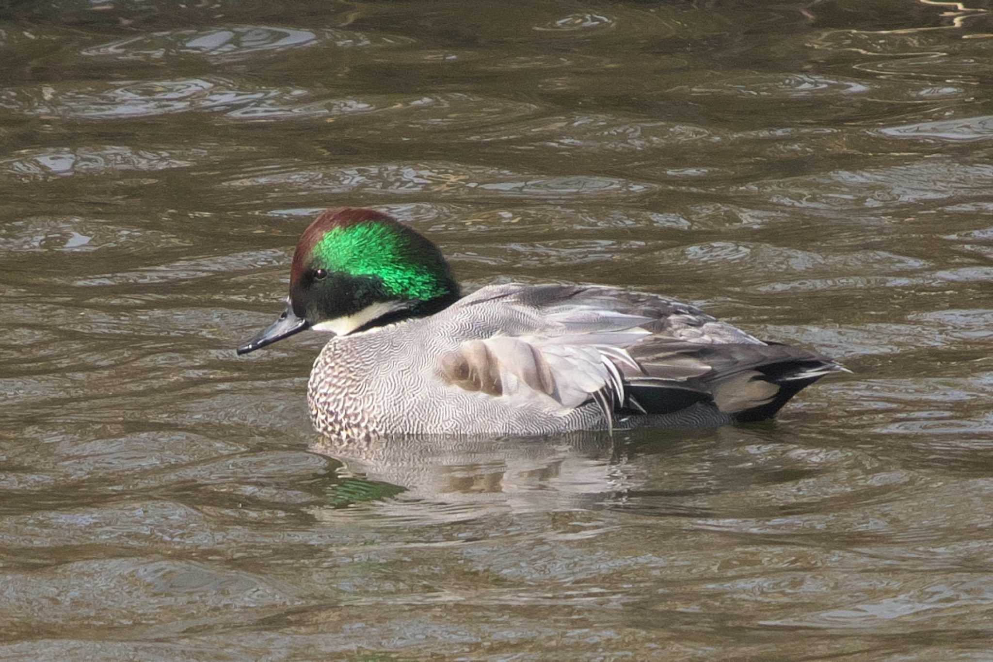 Photo of Falcated Duck at 境川遊水地公園 by Y. Watanabe