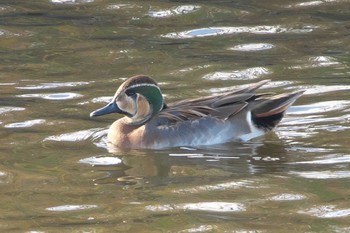 Thu, 11/24/2022 Birding report at 境川遊水地公園