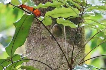 Large-billed Scrubwren QLD,Australia Fri, 10/7/2022