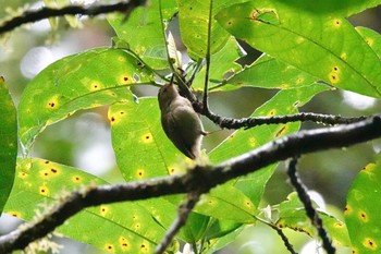 Large-billed Scrubwren QLD,Australia Fri, 10/7/2022