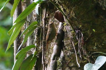 Large-billed Scrubwren QLD,Australia Fri, 10/7/2022