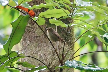 Large-billed Scrubwren QLD,Australia Fri, 10/7/2022