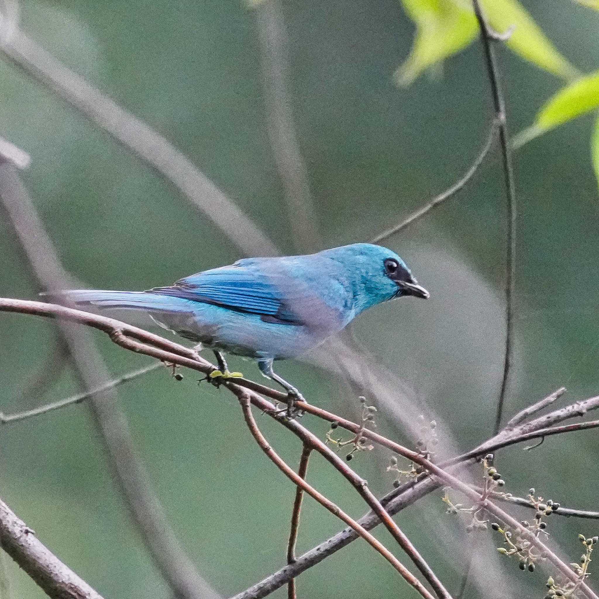 Verditer Flycatcher