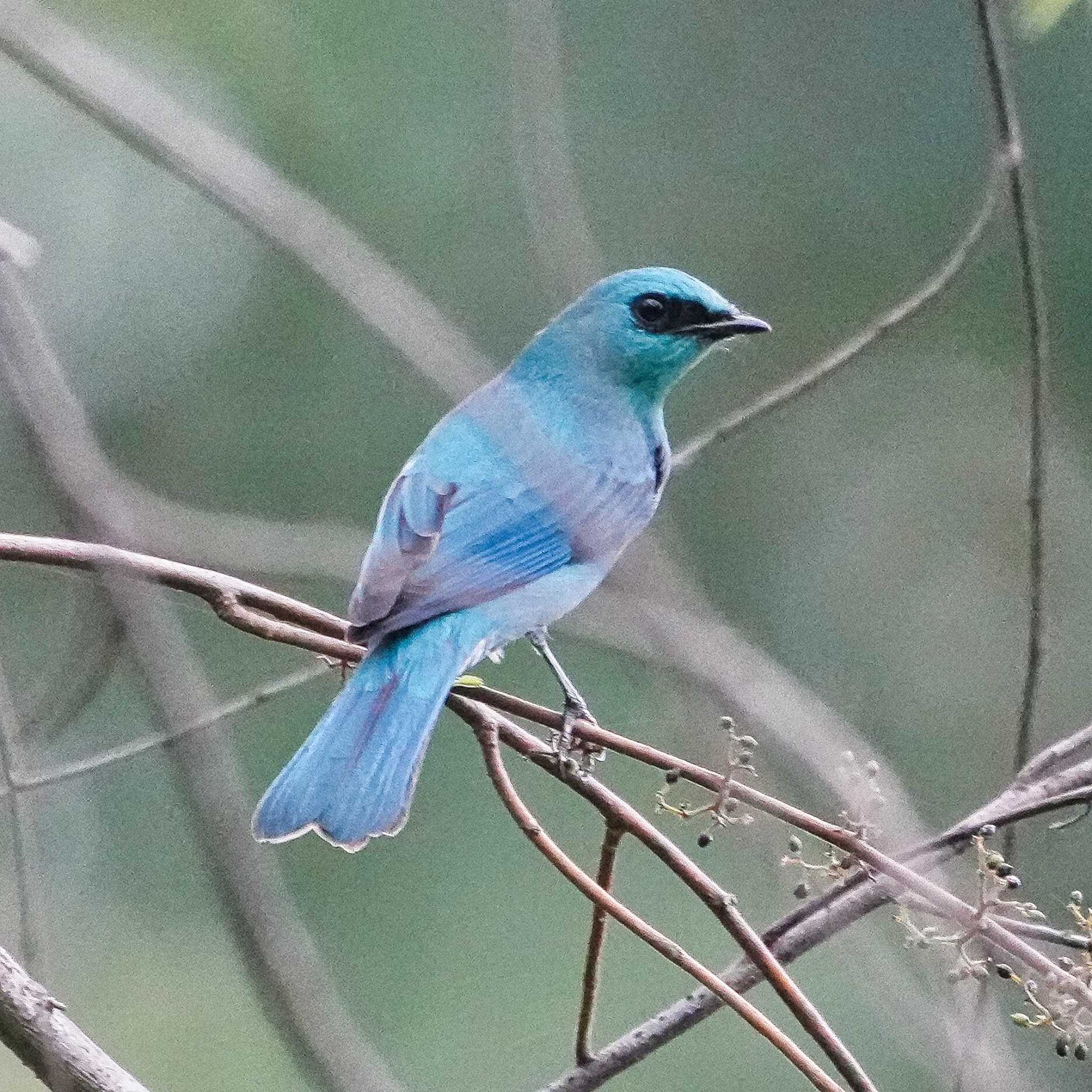 ロクショウヒタキ