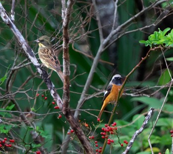 Daurian Redstart 東京都多摩地域 Thu, 11/24/2022