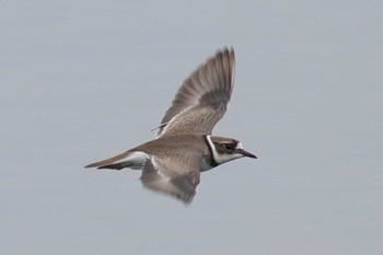 Long-billed Plover Unknown Spots Sat, 1/20/2018