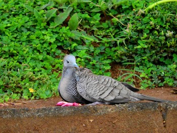 Zebra Dove パペーテ（タヒチ） Sun, 12/24/2017