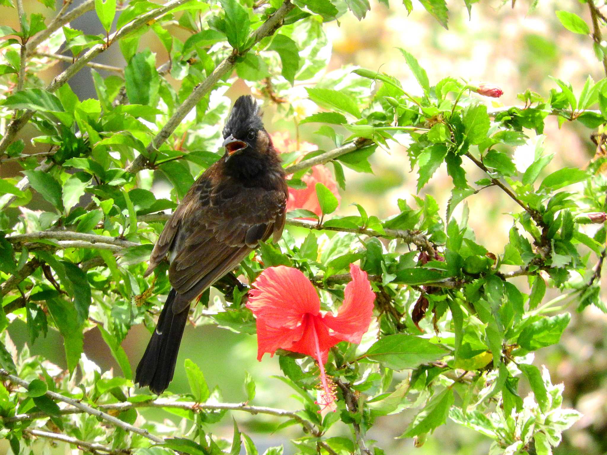 Red-vented Bulbul