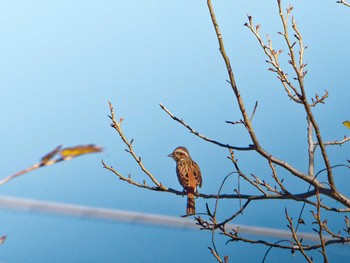 Meadow Bunting 横浜市立金沢自然公園 Fri, 11/25/2022