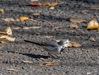 ハクセキレイ 横浜市立金沢自然公園 2022年11月25日(金)