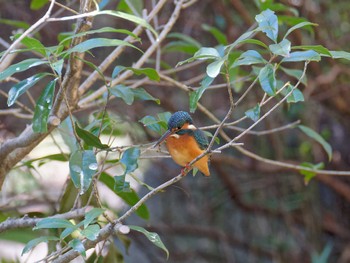 Common Kingfisher 横浜市立金沢自然公園 Fri, 11/25/2022