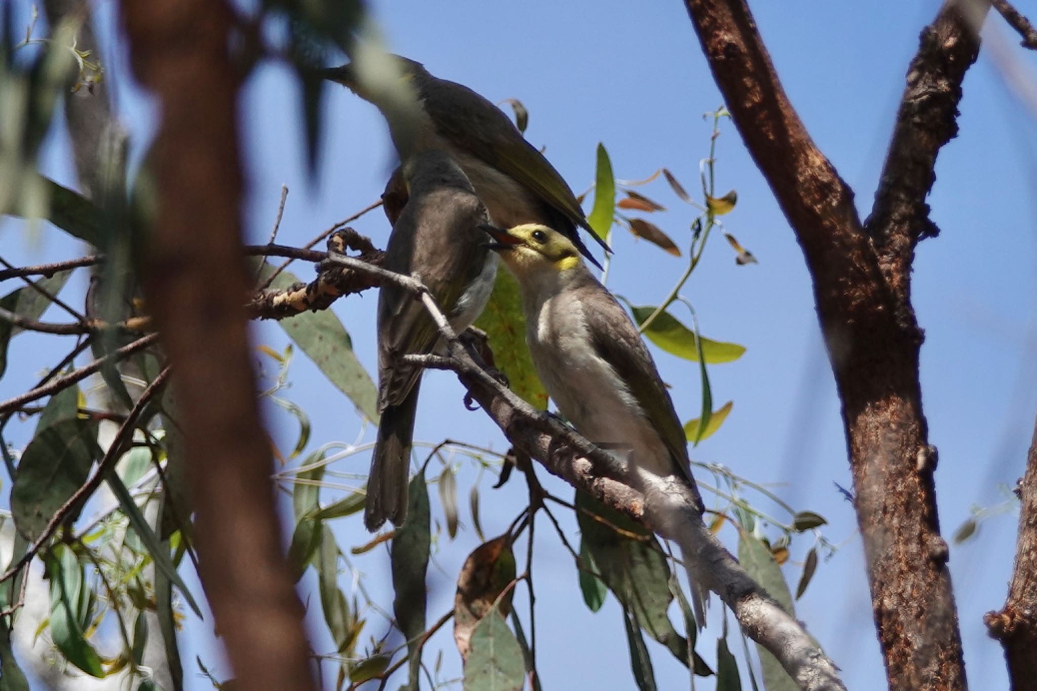 QLD,Australia コバシミツスイの写真 by のどか