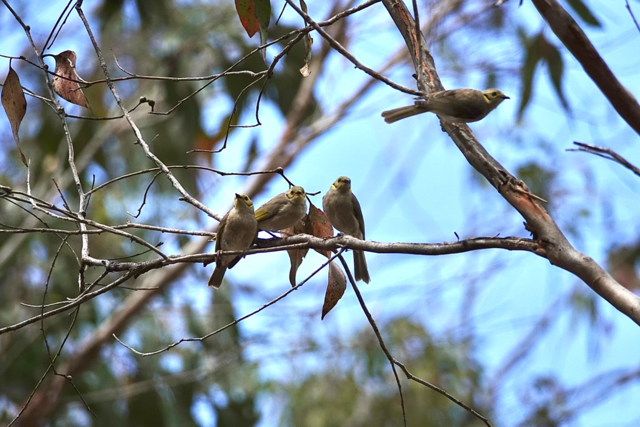 QLD,Australia コバシミツスイの写真 by のどか