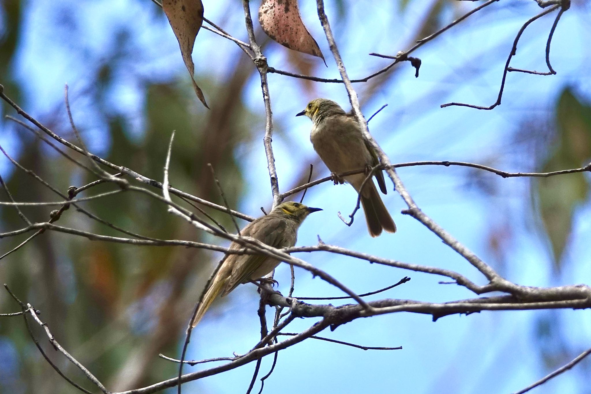 QLD,Australia コバシミツスイの写真 by のどか