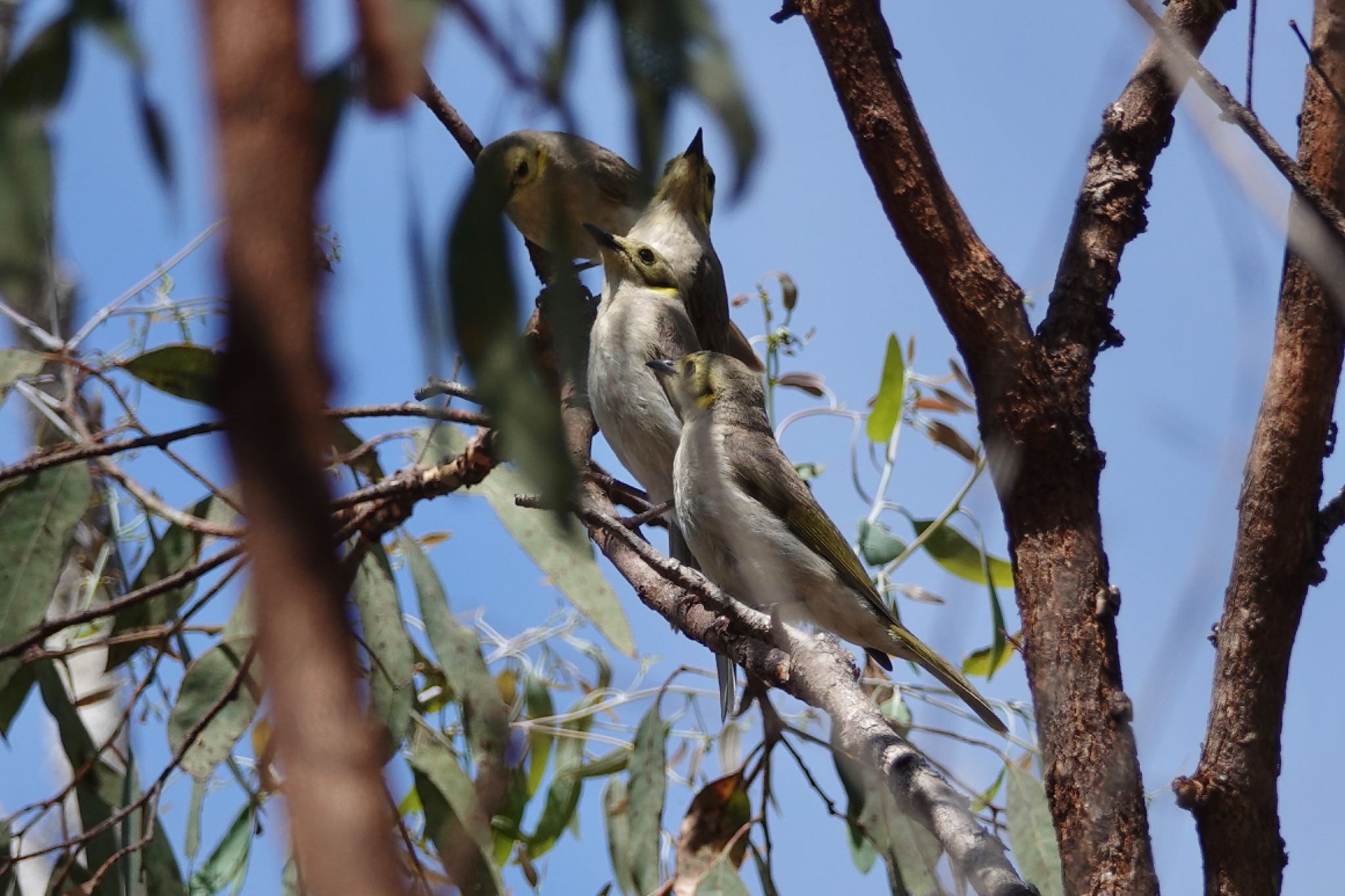 QLD,Australia コバシミツスイの写真 by のどか