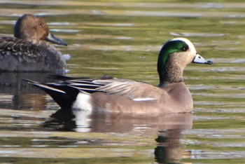 2022年11月25日(金) 鶴岡八幡宮の野鳥観察記録