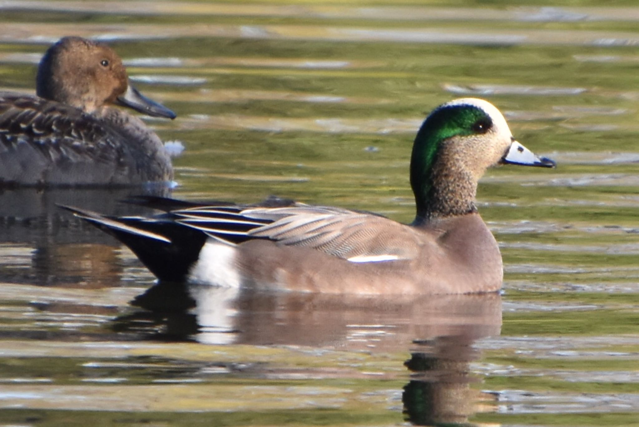 Photo of American Wigeon at 鶴岡八幡宮 by 遼太