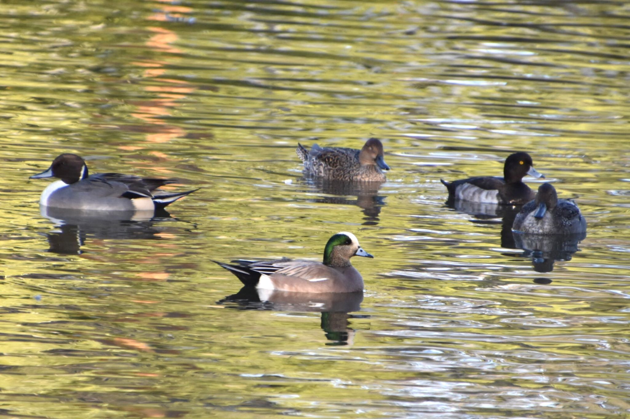 American Wigeon