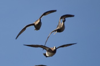 American Wigeon 鶴岡八幡宮 Fri, 11/25/2022