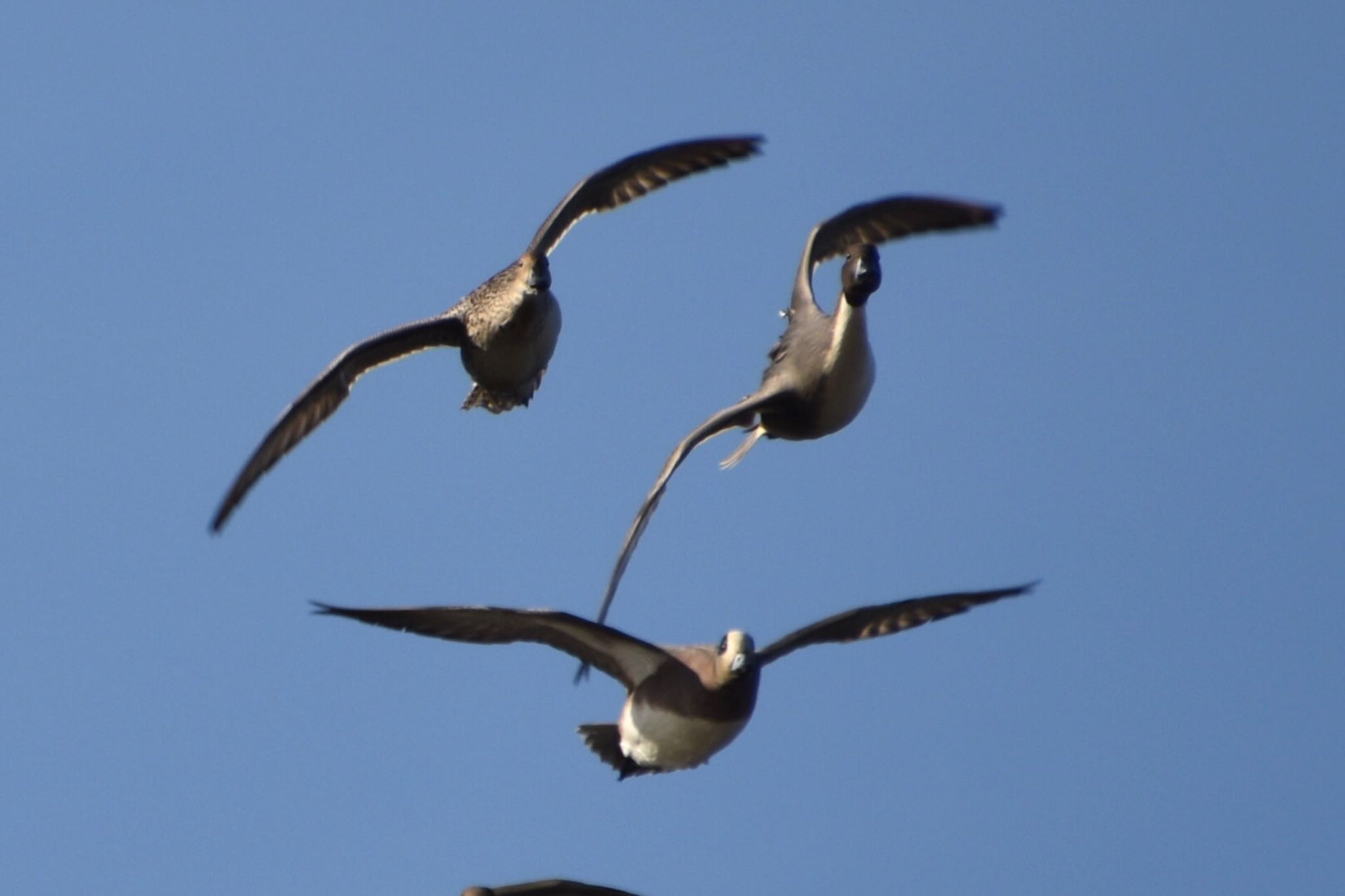 American Wigeon