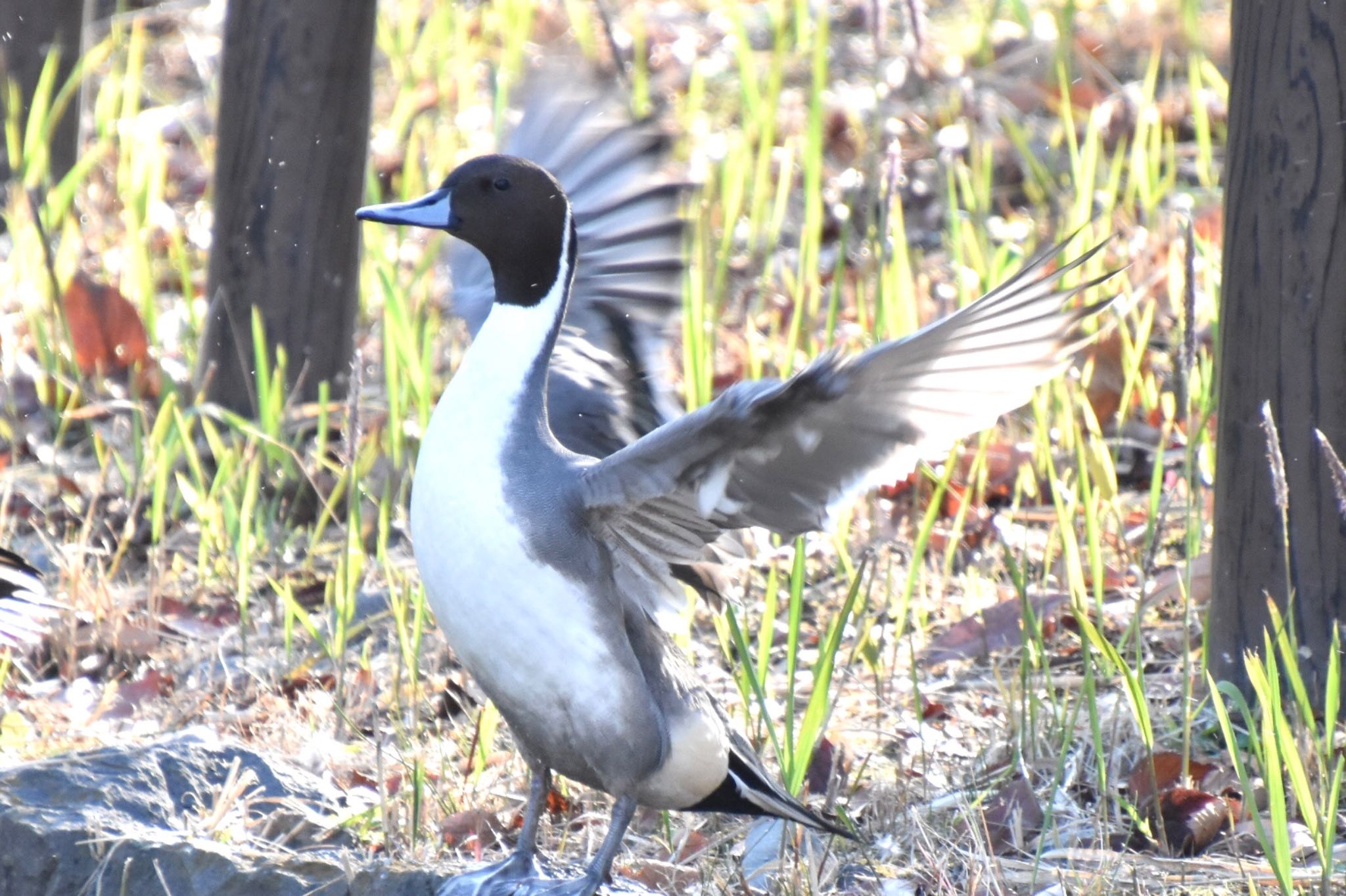 Photo of Northern Pintail at 鶴岡八幡宮 by 遼太