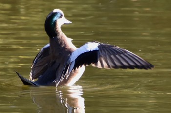 American Wigeon 鶴岡八幡宮 Fri, 11/25/2022