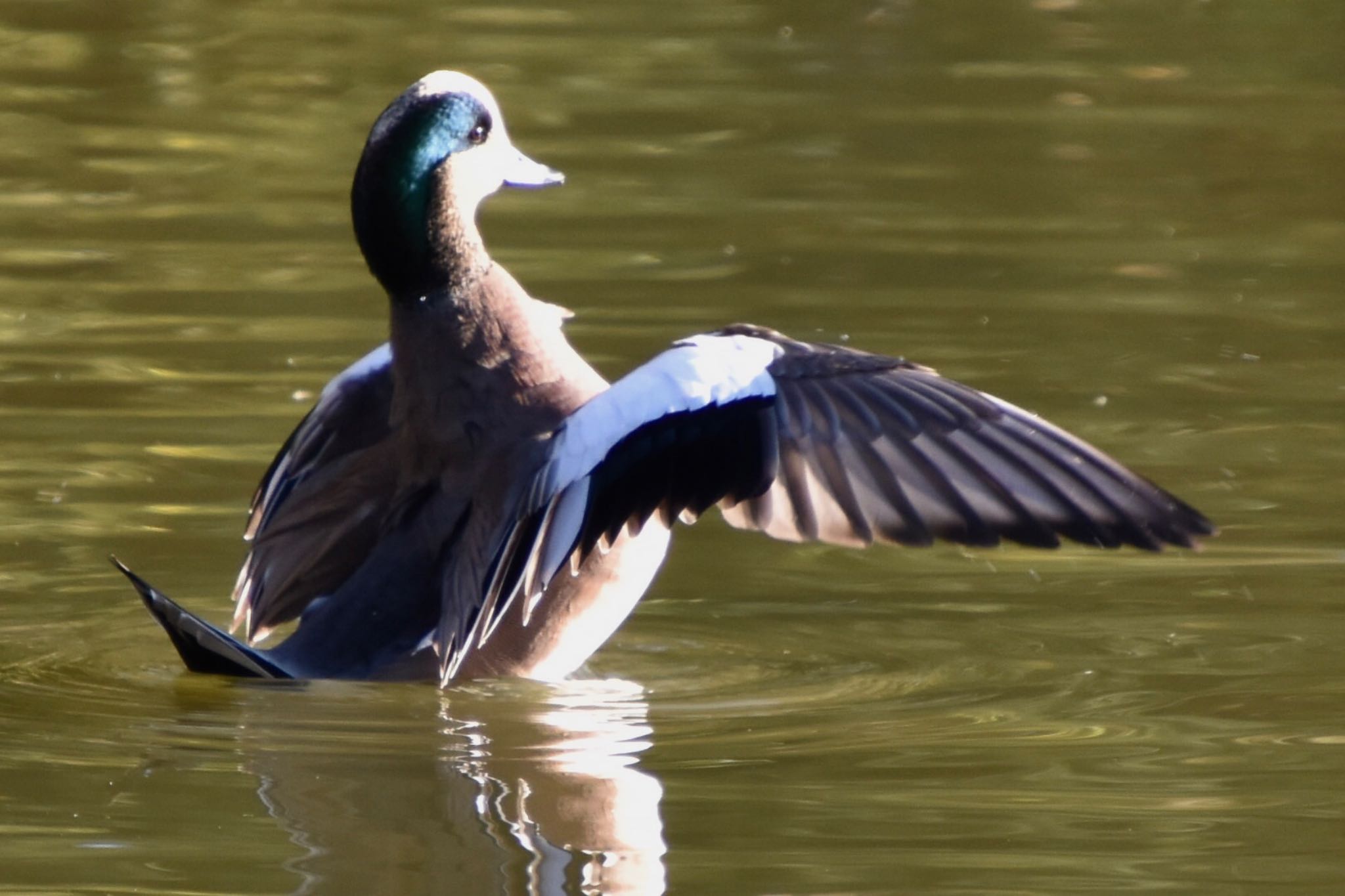 American Wigeon