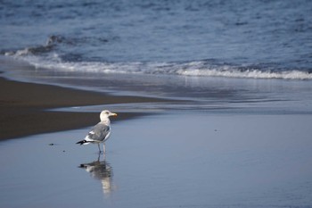 Vega Gull Unknown Spots Unknown Date