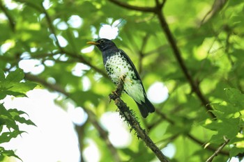 Japanese Thrush 伊香保森林公園 Sun, 6/5/2022