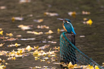 カワセミ 薬師池公園 2022年11月13日(日)