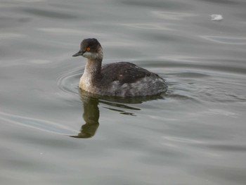 Sun, 11/20/2022 Birding report at 佐潟