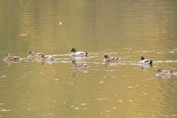 Falcated Duck 堺市内 Tue, 11/22/2022