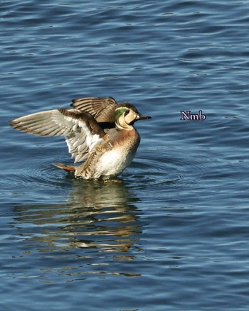 Baikal Teal Unknown Spots Unknown Date