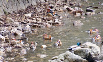 Mandarin Duck 松尾池 Thu, 3/1/2018