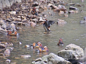 Mandarin Duck 松尾池 Thu, 3/1/2018