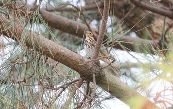 2022年11月24日(木) 祖父江ワイルドネイチャー緑地の野鳥観察記録