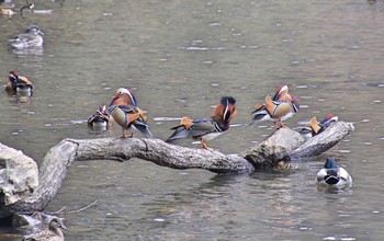 Mandarin Duck 松尾池 Thu, 3/1/2018