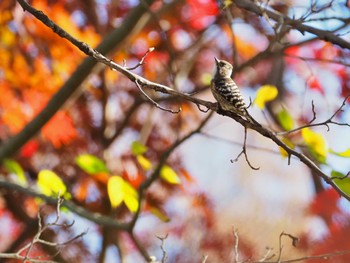 Japanese Pygmy Woodpecker Meiji Jingu(Meiji Shrine) Fri, 11/25/2022