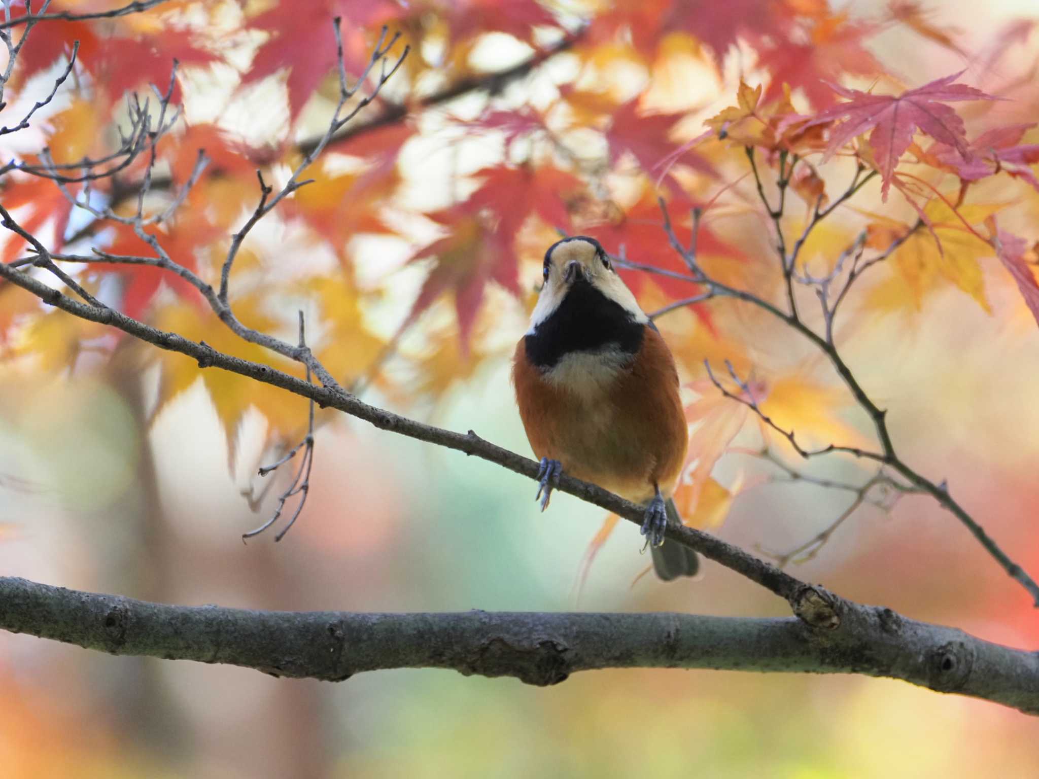 Photo of Varied Tit at Meiji Jingu(Meiji Shrine) by y-kuni