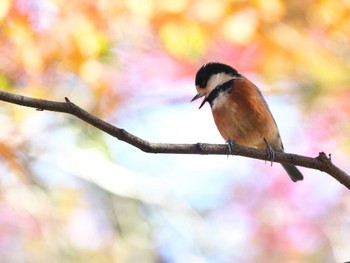 Varied Tit Meiji Jingu(Meiji Shrine) Fri, 11/25/2022