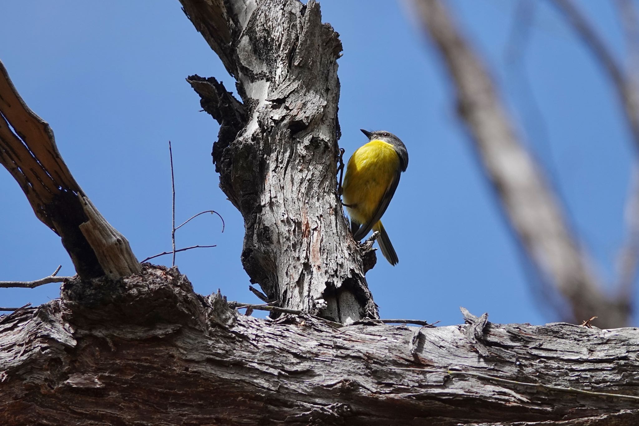 QLD,Australia ヒガシキバラヒタキの写真 by のどか