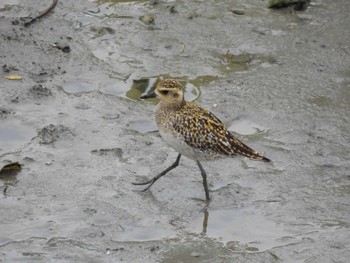 Pacific Golden Plover 沖縄県 Wed, 10/19/2022